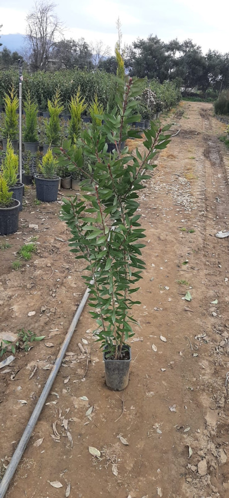 Callistemon laevis